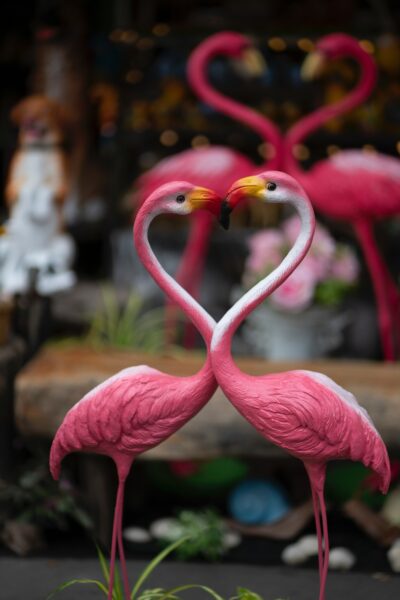 photo of 2 pink flamingos from Unsplash