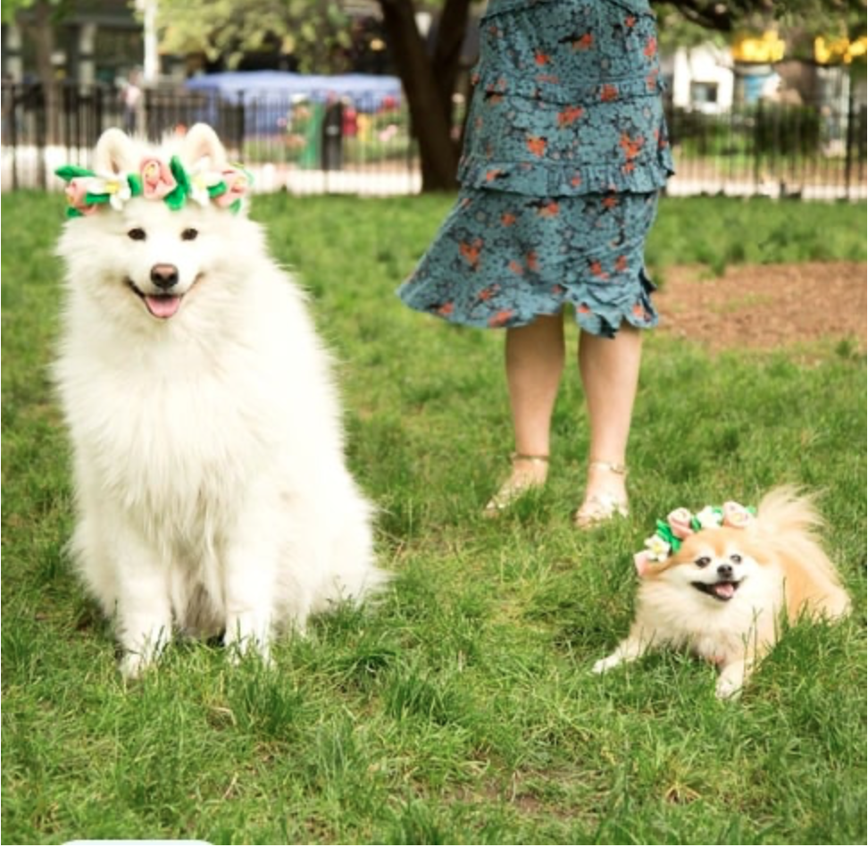 two dogs wearing a floral wreath