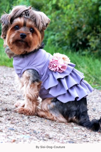 dog wearing purple wedding dress
