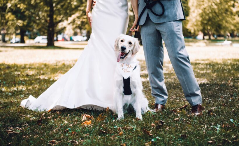 vasylyna-kucherepa photo on unsplash of couple with their dog on their wedding day